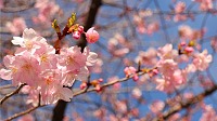 河津桜が咲いています